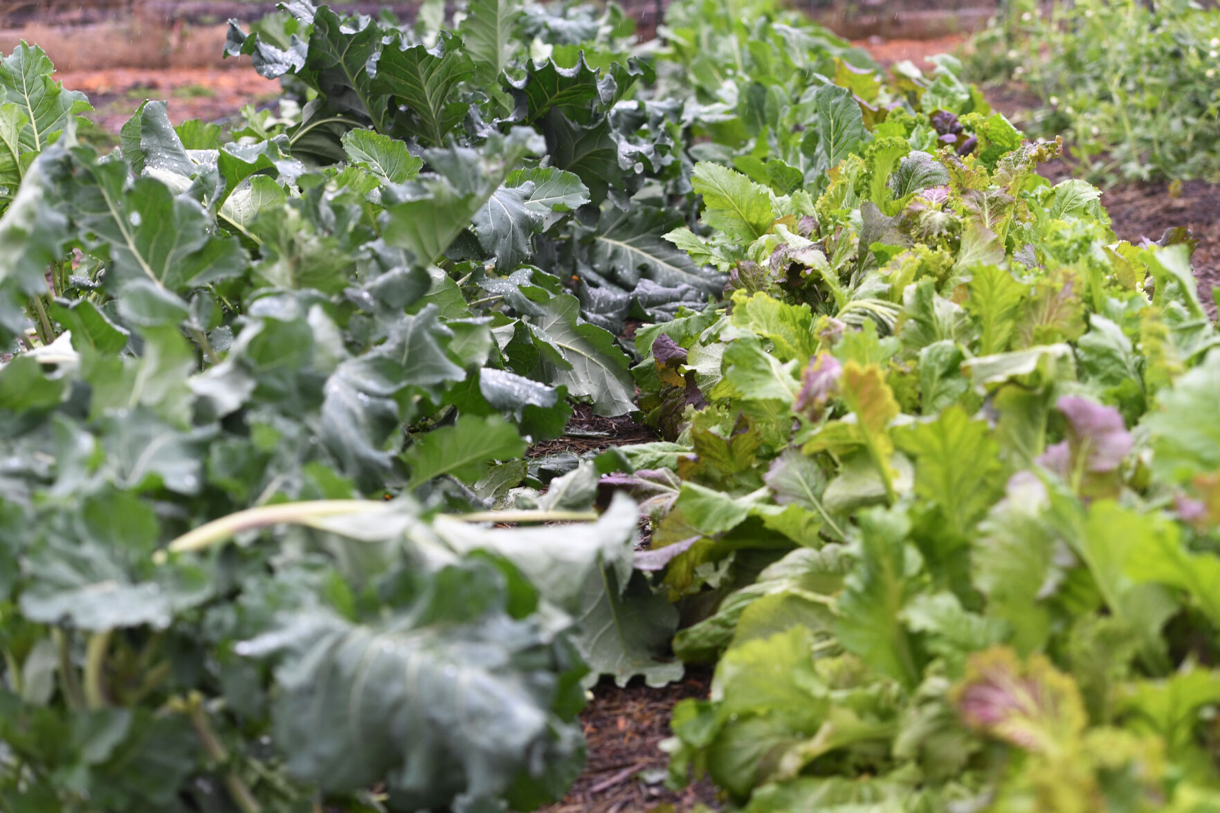 Leafy Greens